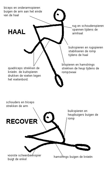 yoga en roeien - spiergebruik